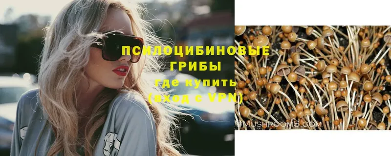 где найти наркотики  blacksprut ссылки  Псилоцибиновые грибы Psilocybe  Фролово 